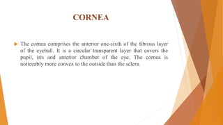 CORNEA
 The cornea comprises the anterior one-sixth of the fibrous layer
of the eyeball. It is a circular transparent layer that covers the
pupil, iris and anterior chamber of the eye. The cornea is
noticeably more convex to the outside than the sclera.
 