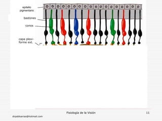 drpabloarias@hotmail.com
Fisiología de la Visión 11
epitelio
pigmentario
bastones
capa plexi-
forme ext.
conos
cél. hori-
zontales
fibras ner-
viosas
capa plexi-
forme int.
cél. bipo-
lares
cél. amá-
crinas
cél. gan-
glionares
 