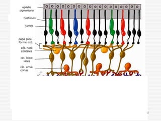 drpabloarias@hotmail.com
Fisiología de la Visión 12
epitelio
pigmentario
bastones
capa plexi-
forme ext.
conos
cél. hori-
zontales
fibras ner-
viosas
capa plexi-
forme int.
cél. bipo-
lares
cél. amá-
crinas
cél. gan-
glionares
 