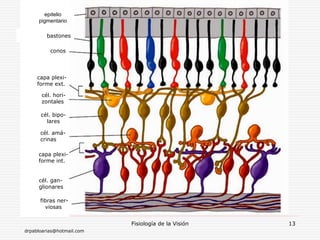 drpabloarias@hotmail.com
Fisiología de la Visión 13
epitelio
pigmentario
bastones
capa plexi-
forme ext.
conos
cél. hori-
zontales
fibras ner-
viosas
capa plexi-
forme int.
cél. bipo-
lares
cél. amá-
crinas
cél. gan-
glionares
 