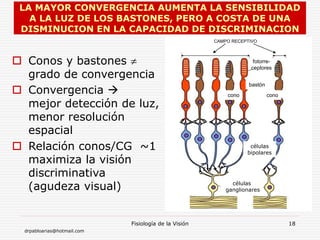 drpabloarias@hotmail.com
Fisiología de la Visión 18
LA MAYOR CONVERGENCIA AUMENTA LA SENSIBILIDAD
A LA LUZ DE LOS BASTONES, PERO A COSTA DE UNA
DISMINUCION EN LA CAPACIDAD DE DISCRIMINACION
 Conos y bastones 
grado de convergencia
 Convergencia 
mejor detección de luz,
menor resolución
espacial
 Relación conos/CG ~1
maximiza la visión
discriminativa
(agudeza visual)
fotorre-
ceptores
cono
CAMPO RECEPTIVO
células
bipolares
células
ganglionares
bastón
cono
fotorre-
ceptores
 