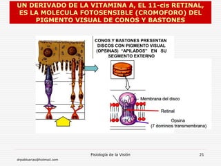 drpabloarias@hotmail.com
Fisiología de la Visión 21
UN DERIVADO DE LA VITAMINA A, EL 11-cis RETINAL,
ES LA MOLECULA FOTOSENSIBLE (CROMOFORO) DEL
PIGMENTO VISUAL DE CONOS Y BASTONES
CONOS Y BASTONES PRESENTAN
DISCOS CON PIGMENTO VISUAL
(OPSINAS) “APILADOS” EN SU
SEGMENTO EXTERNO
 