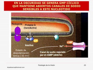 drpabloarias@hotmail.com
Fisiología de la Visión 23
EN LA OSCURIDAD SE GENERA GMP CÍCLICO
QUE MANTIENE ABIERTOS CANALES DE SODIO
SENSIBLES A ESTE NUCLEOTIDO
Estado de
despolarización
tónica (-30 mV)
 