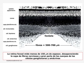drpabloarias@hotmail.com
Fisiología de la Visión 34
fovéola
fóvea = 500-700 m
epitelio
pigmentario
capa plexiforme ext.
conos
cél. horizontales
capa plexiforme int.
cél. bipolares
cél. amácrinas
cél. ganglionares
La retina foveal mide menos de 150 m de espesor, desapareciendo
la capa de fibras nerviosas y gran parte de los cuerpos de las
células ganglionares y amácrinas
 