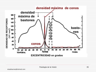 drpabloarias@hotmail.com
Fisiología de la Visión 35
EXCENTRICIDAD en grados
DENSIDAD
DE
RECEPTORES
(
10
3
/
mm
2
)
conos
basto-
nes
DISCO
OPTICO
densidad
máxima de
bastones
densidad máxima de conos
 
