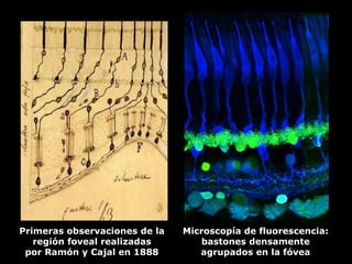 drpabloarias@hotmail.com
Fisiología de la Visión 36
Microscopía de fluorescencia:
bastones densamente
agrupados en la fóvea
Primeras observaciones de la
región foveal realizadas
por Ramón y Cajal en 1888
 
