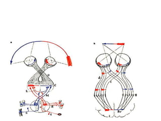drpabloarias@hotmail.com
Fisiología de la Visión 45
 