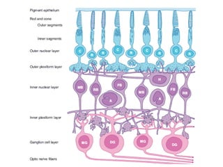 Animal Lens Strructure VISION IN ANIMALS VETERINARY PHYSIOLOGY.pdf