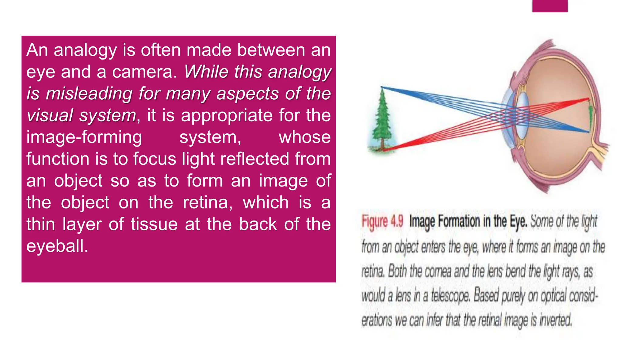 Vision as an eye structure & theories.pptx