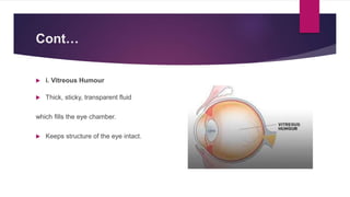 Intact Eye Vision as an eye structure & theories.pptx