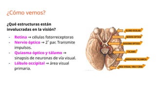 Anatomía y Fisiología del Ojo: Estructuras, Funciones y Patologías ...