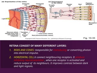 RETINA CONSIST OF MANY DIFFERENT LAYERS:
1. RODS AND CONES: reasponsible for transducing or converting photon
into electrical impulse.
2. HORIZONTAL CELL:it connect neighbouring receptors. It produce
inhibitory neurotransmitter , when one receptor is activated and
reduce output of its neighbours. It improves contrast between dark
and light regions.
 