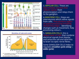 3. BIPOLAR CELL: These are
intermediate neurons that
collects signals from
photoreceptors and relays them
to the ganglion.
4.AMACRINE CELL: these are
interneurons which refine signals
from cells. They perform aspect
of spatial processing including
sharpening edges , identifying
changes such as movement, help
processing colours .
5. GANGLION CELLS: this is
output layer of cells that combine
electrical signals from bipolar
and amacrine cell and send this
to brain via optic nerve fibres.
Some GANGLION CELLS helps to
regulate circadian cycle (sleep –
wake cycle)
 