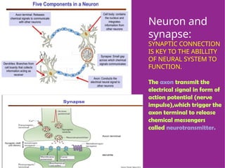 Neuron and
synapse:
SYNAPTIC CONNECTION
IS KEY TO THE ABILLITY
OF NEURAL SYSTEM TO
FUNCTION.
The axon transmit the
electrical signal in form of
action potential (nerve
impulse),which trigger the
axon terminal to release
chemical messengers
called neurotransmitter.
 