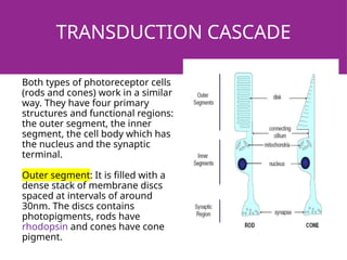 TRANSDUCTION CASCADE
Both types of photoreceptor cells
(rods and cones) work in a similar
way. They have four primary
structures and functional regions:
the outer segment, the inner
segment, the cell body which has
the nucleus and the synaptic
terminal.
Outer segment: It is filled with a
dense stack of membrane discs
spaced at intervals of around
30nm. The discs contains
photopigments, rods have
rhodopsin and cones have cone
pigment.
 