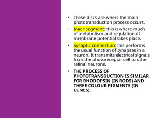 • These discs are where the main
phototransduction process occurs.
• Inner segment: this is where much
of metabolism and regulation of
membrane potential takes place.
• Synaptic connection: this performs
the usual function of synapses in a
neuron. It transmits electrical signals
from the photoreceptor cell to other
retinal neurons.
• THE PROCESS OF
PHOTOTRANSDUCTION IS SIMILAR
FOR RHODOPSIN (IN RODS) AND
THREE COLOUR PIGMENTS (IN
CONES).
 