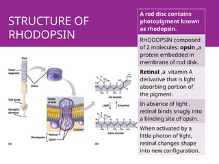 STRUCTURE OF
RHODOPSIN
A rod disc contains
photopigment known
as rhodopsin.
RHODOPSIN composed
of 2 molecules: opsin ,a
protein embedded in
membrane of rod disk.
Retinal ,a vitamin A
derivative that is light
absorbing portion of
the pigment.
In absence of light ,
retinal binds snugly into
a binding site of opsin.
When activated by a
little photon of light,
retinal changes shape
into new configuration.
 
