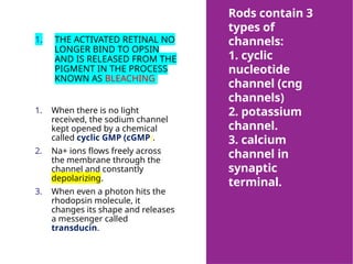 Rods contain 3
types of
channels:
1. cyclic
nucleotide
channel (cng
channels)
2. potassium
channel.
3. calcium
channel in
synaptic
terminal.
1. THE ACTIVATED RETINAL NO
LONGER BIND TO OPSIN
AND IS RELEASED FROM THE
PIGMENT IN THE PROCESS
KNOWN AS BLEACHING.
1. When there is no light
received, the sodium channel
kept opened by a chemical
called cyclic GMP (cGMP).
2. Na+ ions flows freely across
the membrane through the
channel and constantly
depolarizing.
3. When even a photon hits the
rhodopsin molecule, it
changes its shape and releases
a messenger called
transducin.
 