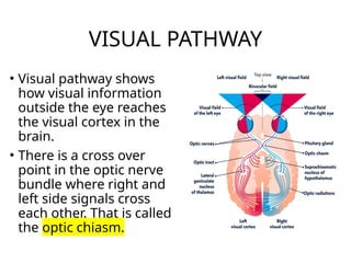 VISUAL PATHWAY
• Visual pathway shows
how visual information
outside the eye reaches
the visual cortex in the
brain.
• There is a cross over
point in the optic nerve
bundle where right and
left side signals cross
each other. That is called
the optic chiasm.
 