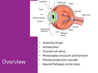 Overview
• Anatomy of eye
• Introduction
• Function of retina
• Photoceptor structure and function
• Phototransduction cascade
• Neural Pathways to the brain
 