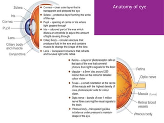 Anatomy of eye
 