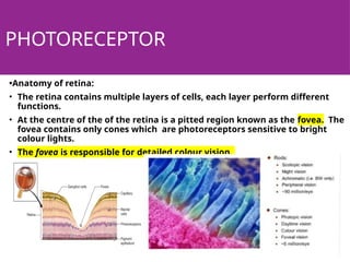 PHOTORECEPTOR
•Anatomy of retina:
• The retina contains multiple layers of cells, each layer perform different
functions.
• At the centre of the of the retina is a pitted region known as the fovea. The
fovea contains only cones which are photoreceptors sensitive to bright
colour lights.
• The fovea is responsible for detailed colour vision.
 
