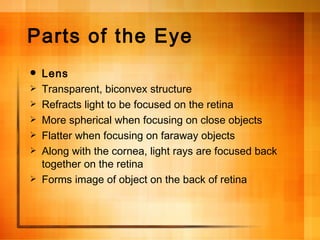 Parts of the Eye Lens Transparent, biconvex structure Refracts light to be focused on the retina More spherical when focusing on close objects Flatter when focusing on faraway objects Along with the cornea, light rays are focused back together on the retina Forms image of object on the back of retina 