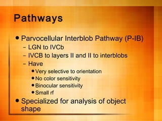 Pathways Parvocellular Interblob Pathway (P-IB) LGN to IVCb IVCB to layers II and II to interblobs Have Very selective to orientation No color sensitivity Binocular sensitivity Small rf Specialized for analysis of object shape 