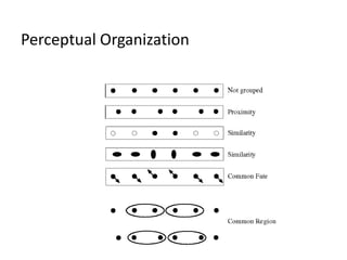 Perceptual Organization
 