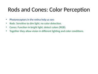 The Rods Detect Vision_and_Light_Presentation.pptx part 2 | PPTX