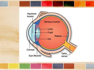 Vision and optical instruments