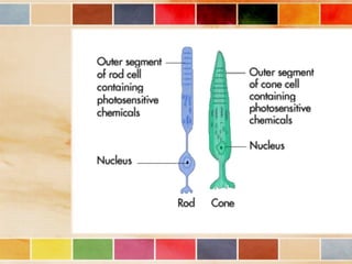 Vision and optical instruments