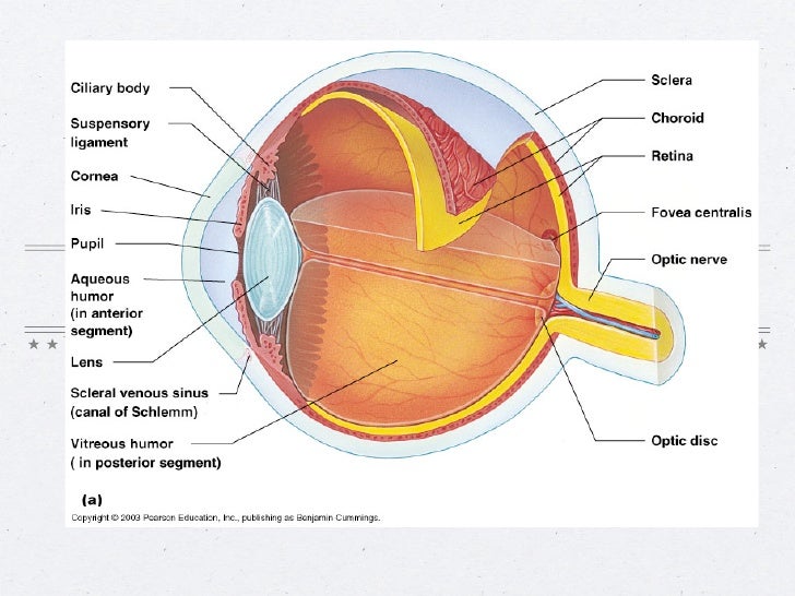 Vision and Optical Illusions