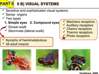 Vision and visual navigation in nocturnal insects-SSNAIK TNAU | PPT