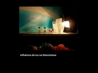 Influência da luz na fotossíntese