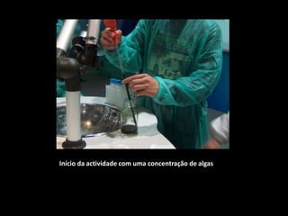 Início da actividade com uma concentração de algas