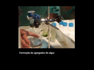 Formação de agregados de algas