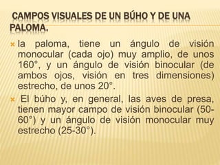 Visión de la aves | PPTX