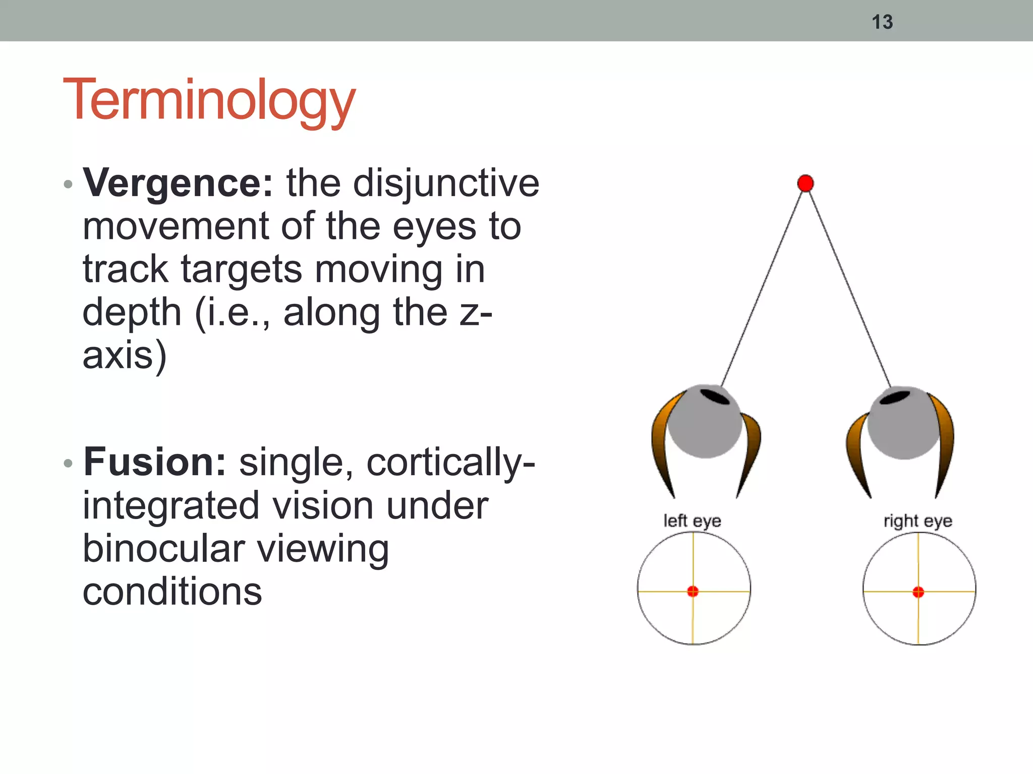Terminology
• Vergence: the disjunctive
movement of the eyes to
track targets moving in
depth (i.e., along the z-
axis)
• Fusion: single, cortically-
integrated vision under
binocular viewing
conditions
13
 