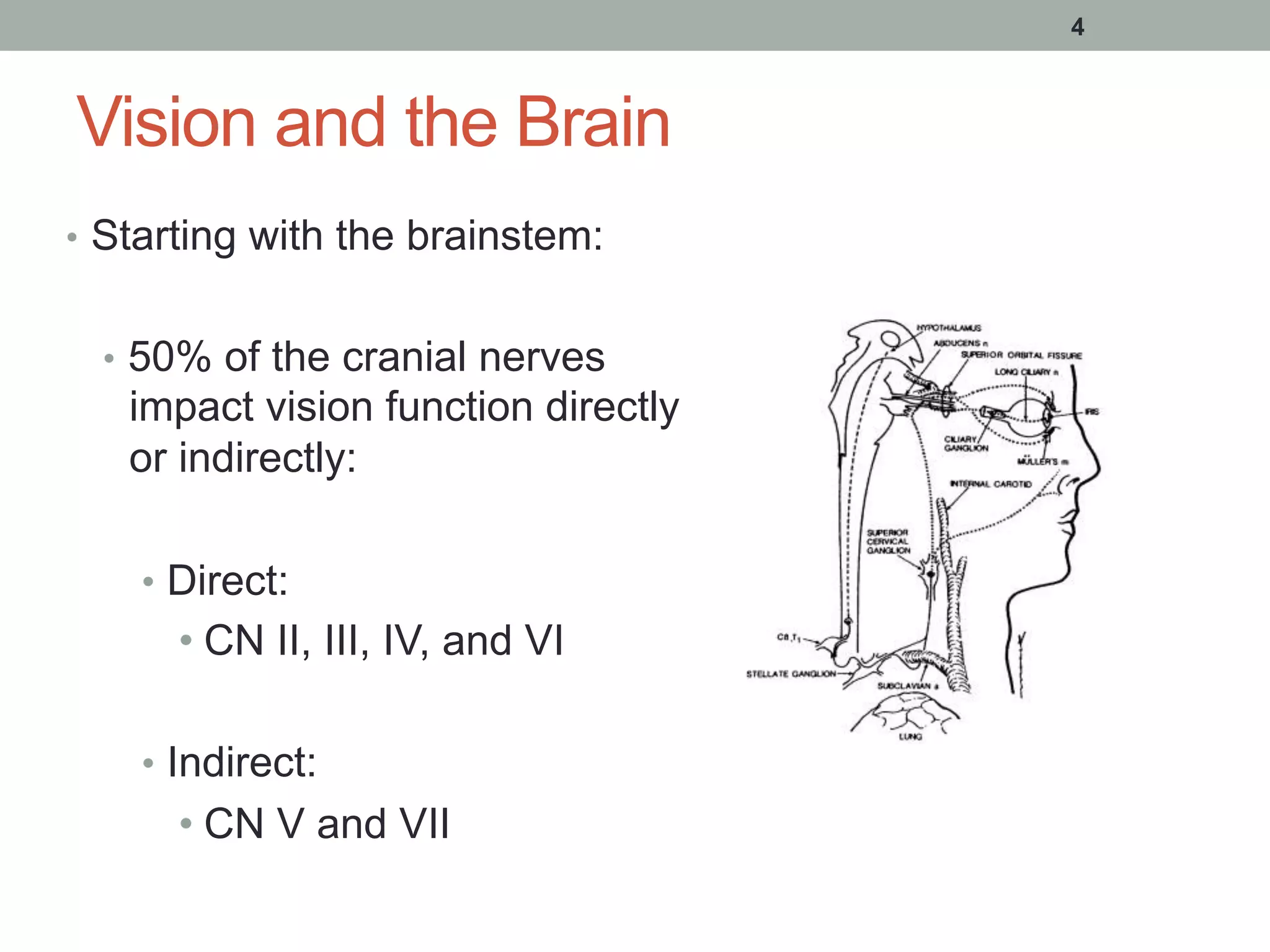 Vision and the Brain
•  Starting with the brainstem:
•  50% of the cranial nerves
impact vision function directly
or indirectly:
•  Direct:
• CN II, III, IV, and VI
•  Indirect:
• CN V and VII
4
 
