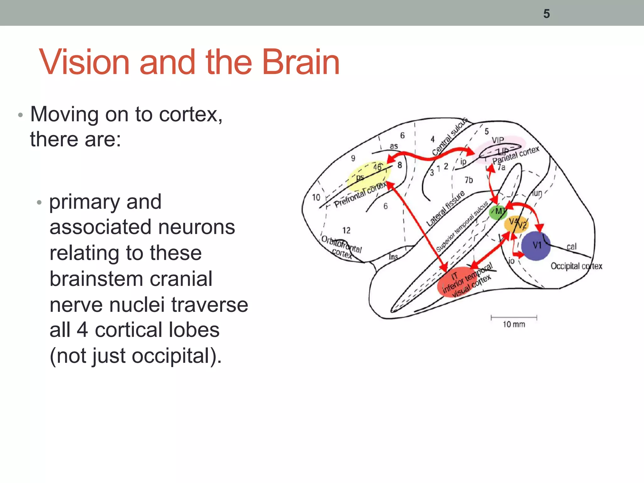 Vision and the Brain
•  Moving on to cortex,
there are:
•  primary and
associated neurons
relating to these
brainstem cranial
nerve nuclei traverse
all 4 cortical lobes
(not just occipital).
5
 