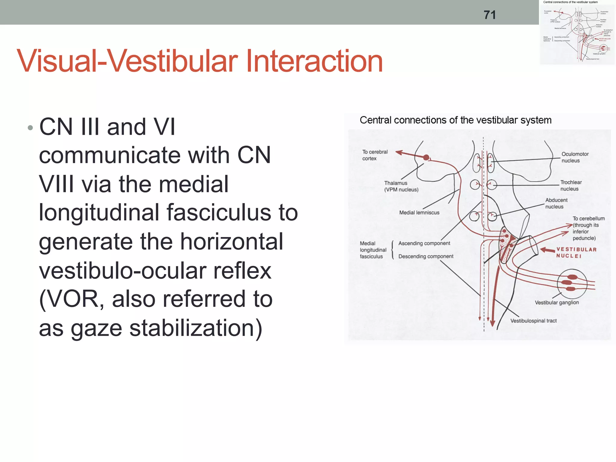 Visual-Vestibular Interaction
• CN III and VI
communicate with CN
VIII via the medial
longitudinal fasciculus to
generate the horizontal
vestibulo-ocular reflex
(VOR, also referred to
as gaze stabilization)
71
 