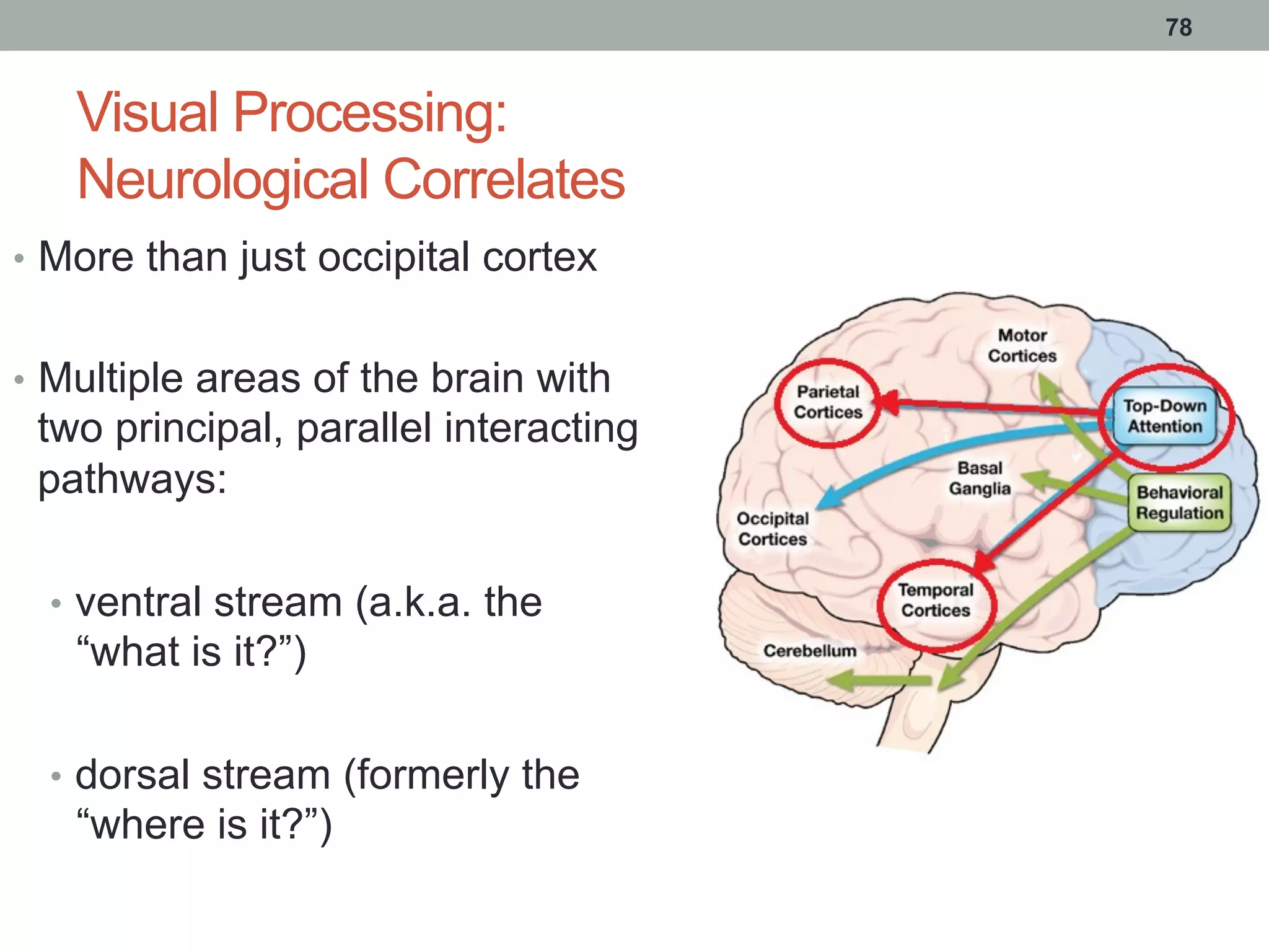 Visual Processing:
Neurological Correlates
•  More than just occipital cortex
•  Multiple areas of the brain with
two principal, parallel interacting
pathways:
•  ventral stream (a.k.a. the
“what is it?”)
•  dorsal stream (formerly the
“where is it?”)
78
 