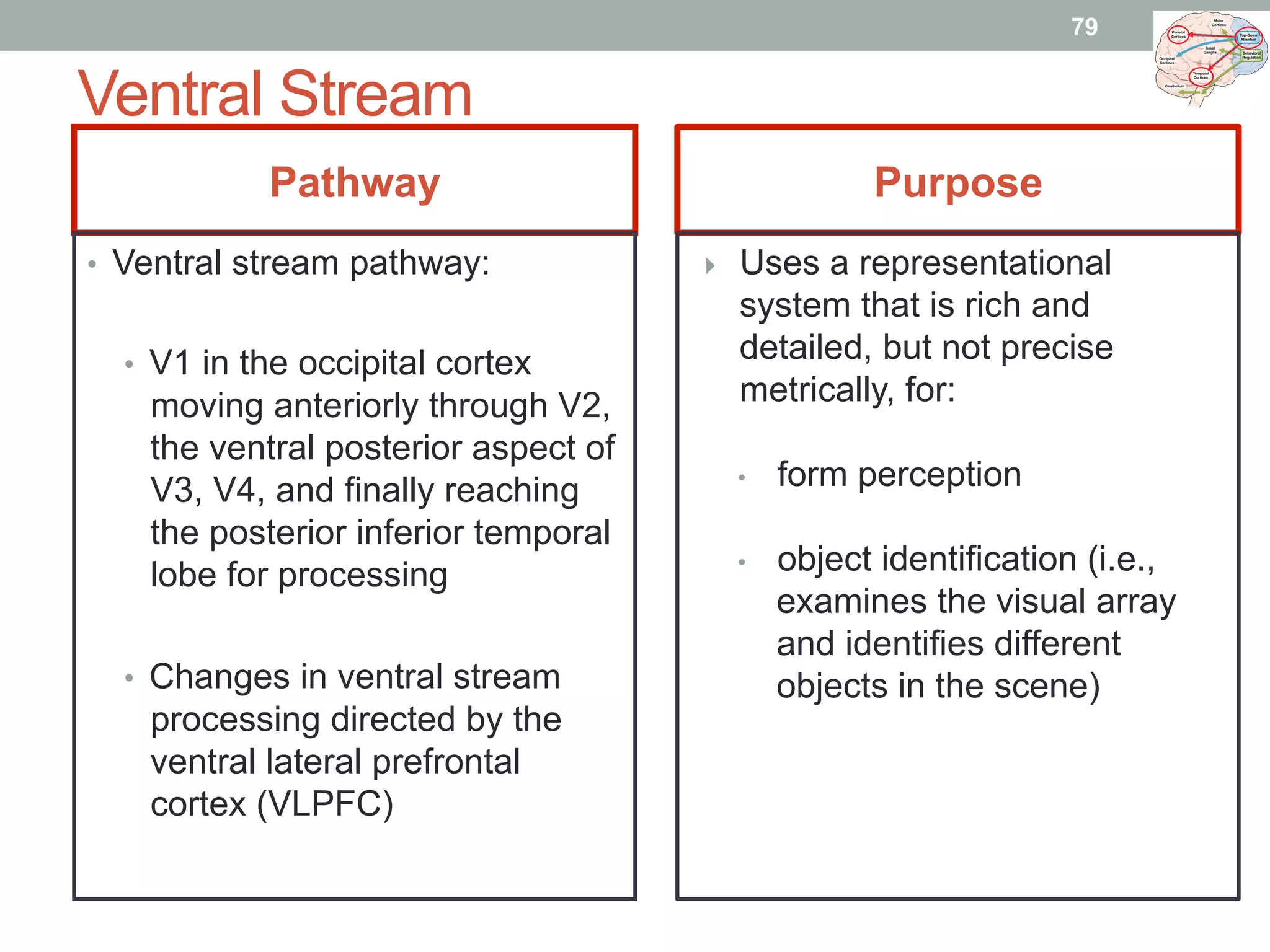 Ventral Stream
Pathway Purpose
•  Ventral stream pathway:
•  V1 in the occipital cortex
moving anteriorly through V2,
the ventral posterior aspect of
V3, V4, and finally reaching
the posterior inferior temporal
lobe for processing
•  Changes in ventral stream
processing directed by the
ventral lateral prefrontal
cortex (VLPFC)
}  Uses a representational
system that is rich and
detailed, but not precise
metrically, for:
•  form perception
•  object identification (i.e.,
examines the visual array
and identifies different
objects in the scene)
79
 