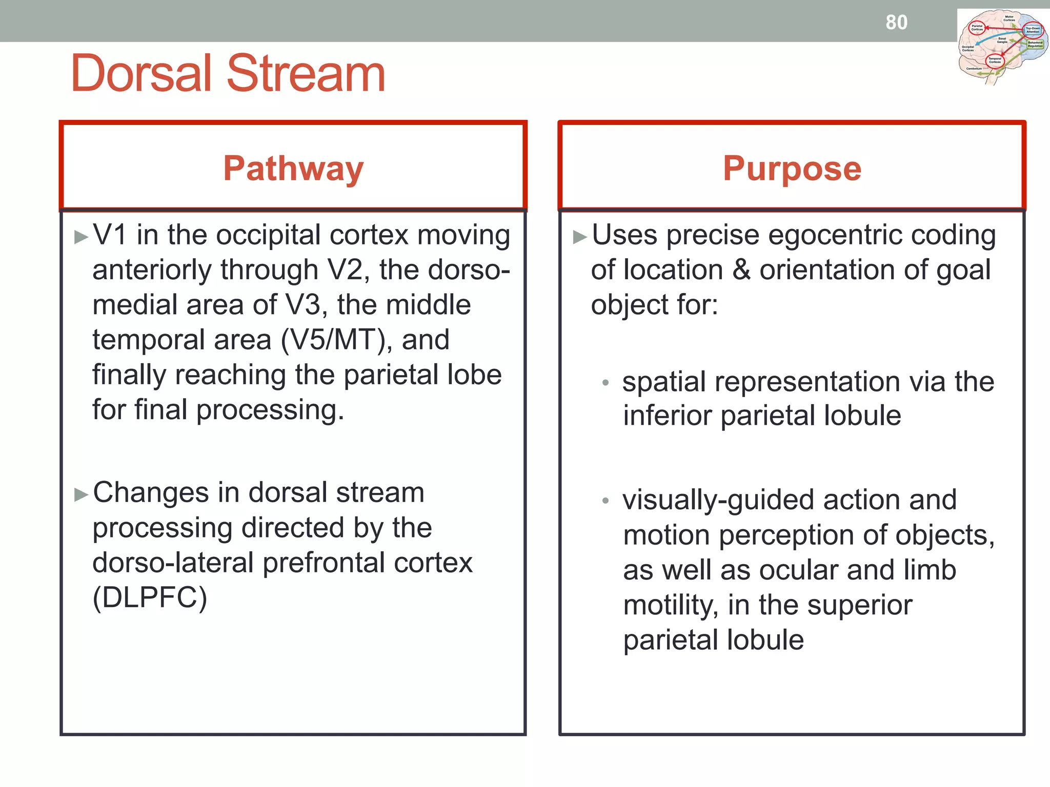 Dorsal Stream
Pathway Purpose
▶ V1 in the occipital cortex moving
anteriorly through V2, the dorso-
medial area of V3, the middle
temporal area (V5/MT), and
finally reaching the parietal lobe
for final processing.
▶ Changes in dorsal stream
processing directed by the
dorso-lateral prefrontal cortex
(DLPFC)
▶ Uses precise egocentric coding
of location & orientation of goal
object for:
•  spatial representation via the
inferior parietal lobule
•  visually-guided action and
motion perception of objects,
as well as ocular and limb
motility, in the superior
parietal lobule
80
 