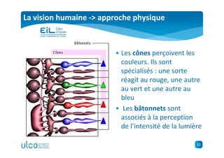 23
La vision humaine -> approche physique
• Les cônes perçoivent les
couleurs. Ils sont
spécialisés : une sorte
réagit au rouge, une autre
au vert et une autre au
bleu
• Les bâtonnets sont
associés à la perception
de l’intensité de la lumière
 