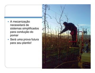  A mecanização
  necessitará de
  sistemas simplificados
  para condução do
  pomar
 Será uma prova futura
  para seu plantio!
 
