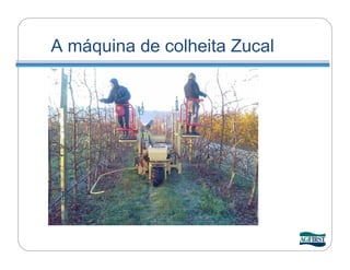 A máquina de colheita Zucal
 