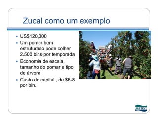 Zucal como um exemplo
 US$120,000
 Um pomar bem
  estruturado pode colher
  2.500 bins por temporada
 Economia de escala,
  tamanho do pomar e tipo
  de árvore
 Custo do capital , de $6-8
  por bin.
 