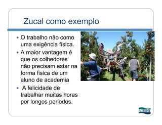 Zucal como exemplo
 O trabalho não como
  uma exigência física.
 A maior vantagem é
  que os colhedores
  não precisam estar na
  forma fisica de um
  aluno de academia
 A felicidade de
  trabalhar muitas horas
  por longos periodos.
 